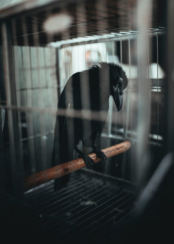 A black bird (looks like a raven to me) in a cage. It's looking down. It looks miserable.